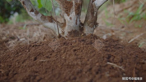 2021 福海頂級信譽產(chǎn)品榮耀上市